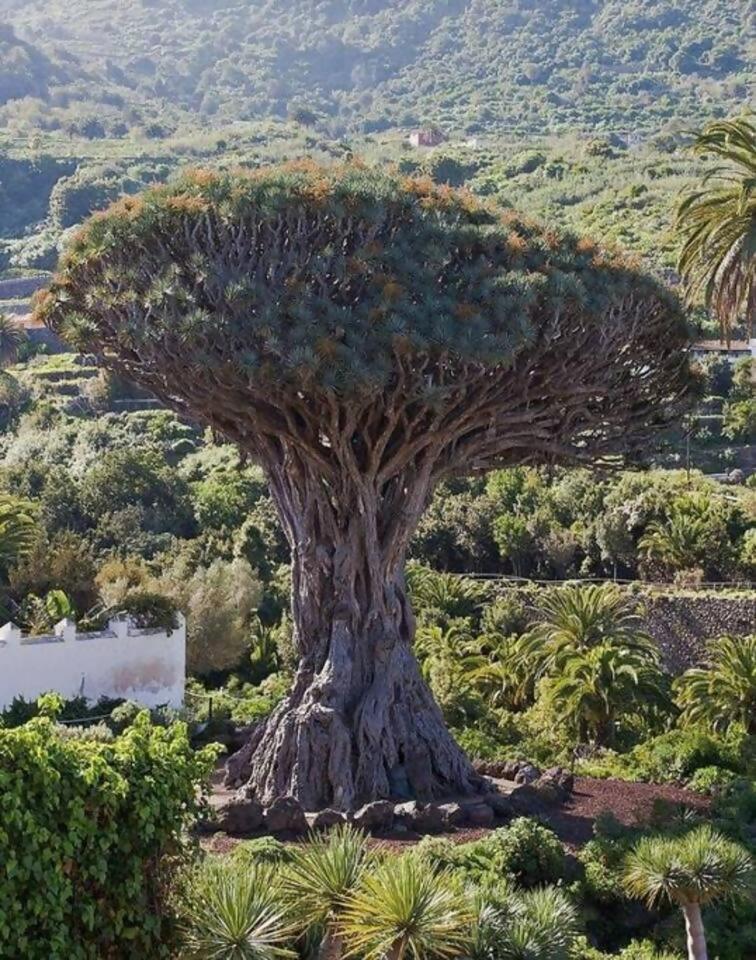 Terraza Centrico Pueblo Aparcamiento Cerca Διαμέρισμα Icod De Los Vinos Εξωτερικό φωτογραφία